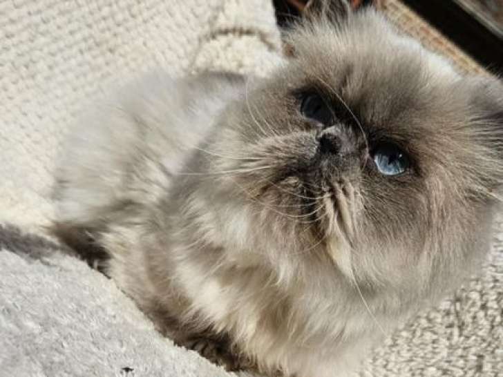 1 chatte Persane LOOF Blue Point à vendre, née en septembre 2021