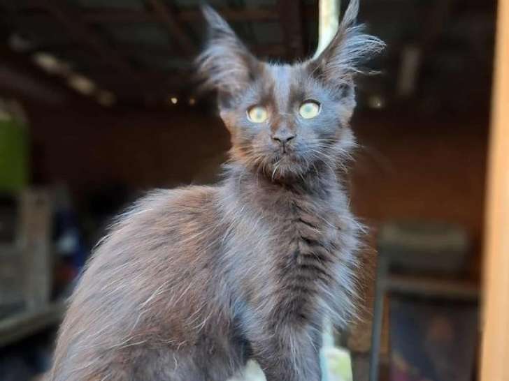 Vente de 3 chatons Maine Coons LOOF, nés le 9 mai 2025