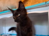 Vente de 3 chatons Maine Coons LOOF, nés le 9 mai 2025