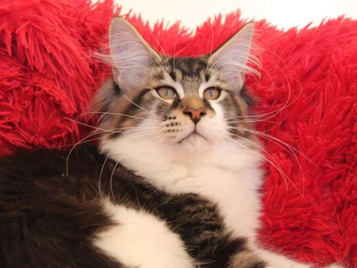 Vente de 3 chatons Maine Coons LOOF, nés le 16 mars 2025