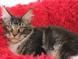 Vente de 3 chatons Maine Coons LOOF, nés le 16 mars 2025