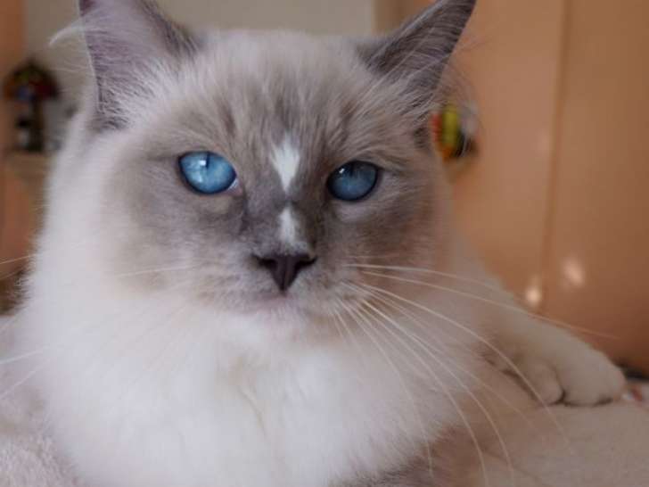 Chaton Ragdoll mâle Blue point mitted LOOF à vendre, né en juin 2025