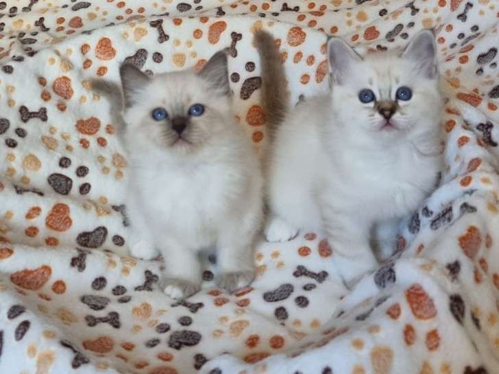 À réserver, 2 chatons Sacrés de Birmanie LOOF de juillet 2025