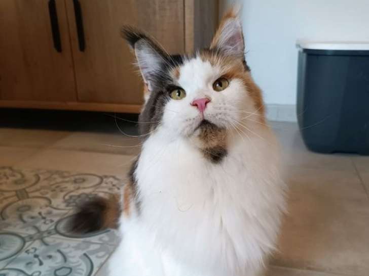 Une chatte Maine Coon stérilisée LOOF à vendre, née en mars 2020, brown tabby