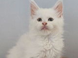 1 chaton mâle Maine Coon LOOF red smoke