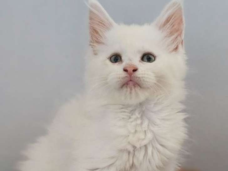 1 chaton mâle Maine Coon LOOF red smoke