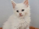 1 chaton mâle Maine Coon LOOF red smoke