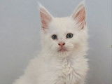 1 chaton mâle Maine Coon LOOF red smoke