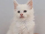 1 chaton mâle Maine Coon LOOF red smoke