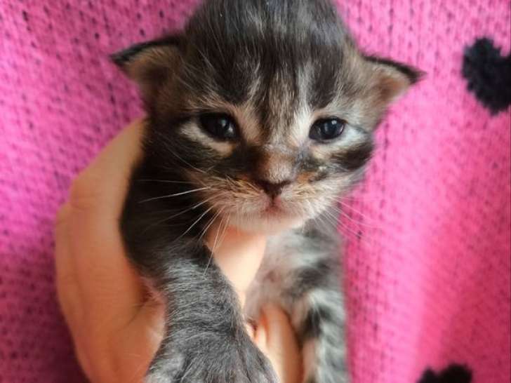 À réserver, 5 chatons Maine Coons LOOF de septembre 2025