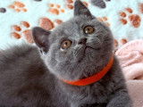 2 chatons femelles British Shorthairs LOOF bleues à vendre, nés en juillet 2025,