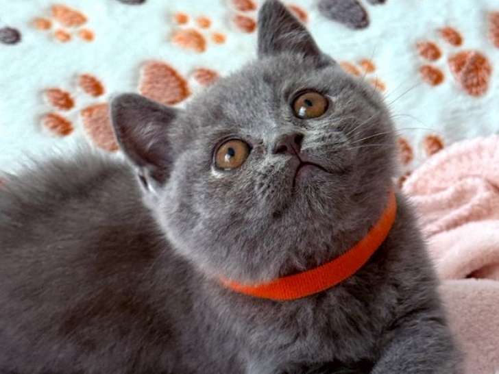 2 chatons femelles British Shorthairs LOOF bleues à vendre, nés en juillet 2025,