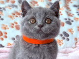 2 chatons femelles British Shorthairs LOOF bleues à vendre, nés en juillet 2025,