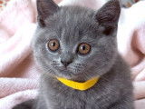 2 chatons femelles British Shorthairs LOOF bleues à vendre, nés en juillet 2025,