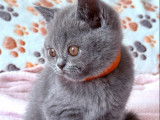 2 chatons femelles British Shorthairs LOOF bleues à vendre, nés en juillet 2025,