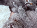 2 chatons femelles British Shorthairs LOOF bleues à vendre, nés en juillet 2025,
