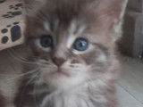 À réserver, 1 chaton Maine Coon LOOF black smoke d’août 2025