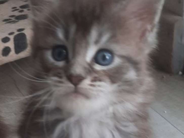 À réserver, 1 chaton Maine Coon LOOF black smoke d’août 2025