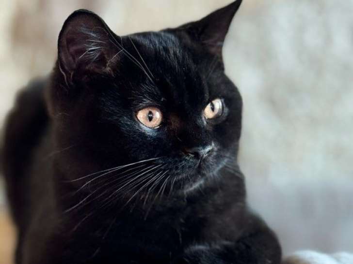 2 chatons femelles British Shorthairs LOOF à vendre