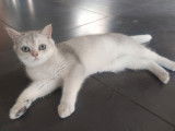 1 chaton mâle British Shorthair LOOF à vendre