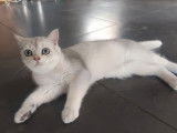 1 chaton mâle British Shorthair LOOF à vendre
