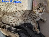 À réserver, 2 chatons femelles Savannah LOOF brown spotted tabby de juillet 2025