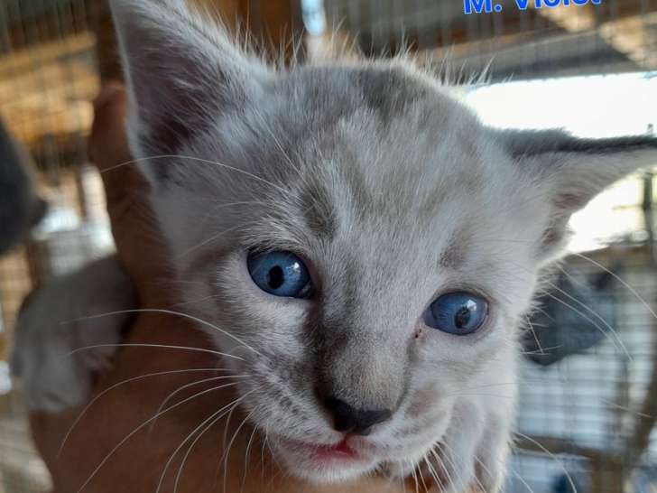 À réserver, 3 chatons Savannah LOOF Snows d’août 2025