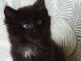 Chaton Maine Coon noir LOOF à réserver, mâle, né le 2 août 2025