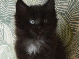 Chaton Maine Coon noir LOOF à réserver, mâle, né le 2 août 2025