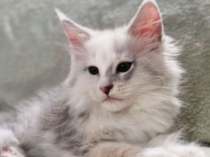 Réservation ouverte pour 2 chatons Maine Coons LOOF