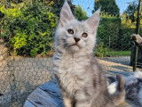 Réservation ouverte pour 2 chatons Maine Coons LOOF