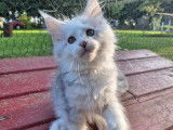 Réservation ouverte pour 2 chatons Maine Coons LOOF