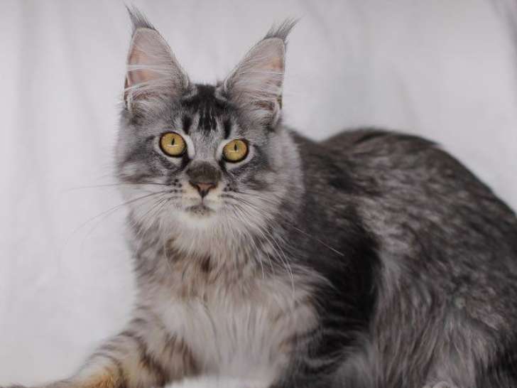 1 chaton femelle Maine Coon black Silver ticked tabby LOOF à vendre, née en mars 2025