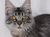 1 chaton femelle Maine Coon black Silver ticked tabby LOOF à vendre, née en mars 2025