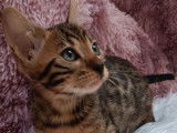 Chatons Bengals LOOF à vendre, mâles et femelles nés le 14 juillet 2025