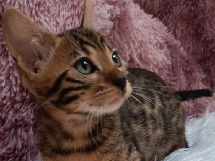 Chatons Bengals LOOF à vendre, mâles et femelles nés le 14 juillet 2025