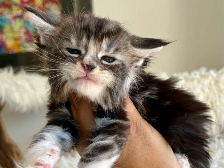 À réserver, 5 chatons Maine Coons LOOF