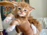 À réserver, 5 chatons Maine Coons LOOF