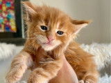 À réserver, 5 chatons Maine Coons LOOF