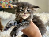 À réserver, 5 chatons Maine Coons LOOF