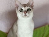Disponibles de suite, 3 chatons Burmillas LOOF, mâles et femelles, couleurs seal silver et chocolat silver shaded