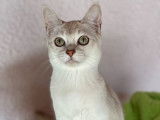 Disponibles de suite, 3 chatons Burmillas LOOF, mâles et femelles, couleurs seal silver et chocolat silver shaded