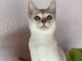 Disponibles de suite, 3 chatons Burmillas LOOF, mâles et femelles, couleurs seal silver et chocolat silver shaded