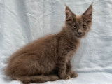 Superbes chatons Maine Coons LOOF qualité exposition à vendre, 6 protégés de couleur variée