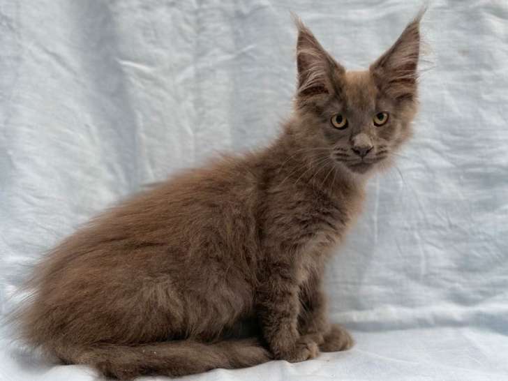 Superbes chatons Maine Coons LOOF qualité exposition à vendre, 6 protégés de couleur variée