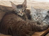 Superbes chatons Maine Coons LOOF qualité exposition à vendre, 6 protégés de couleur variée