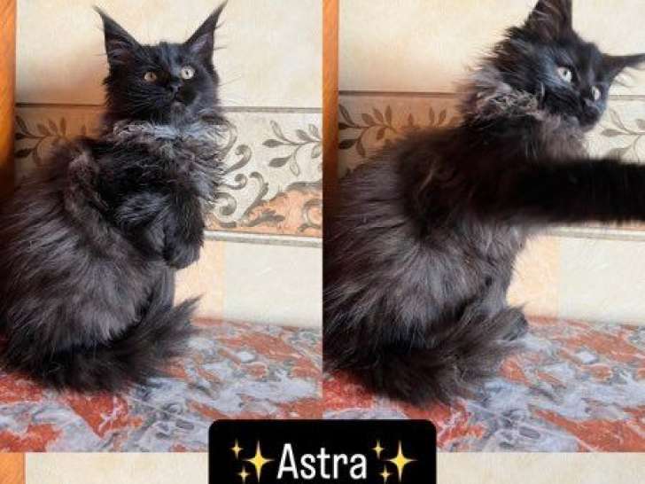 3 chatons femelles Maine Coons LOOF à vendre, nés en mai 2025