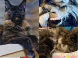 3 chatons femelles Maine Coons LOOF à vendre, nés en mai 2025