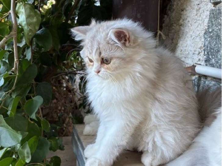Chaton mâle Highland Straight LOOF à vendre