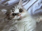 Chaton mâle Highland Straight LOOF à vendre